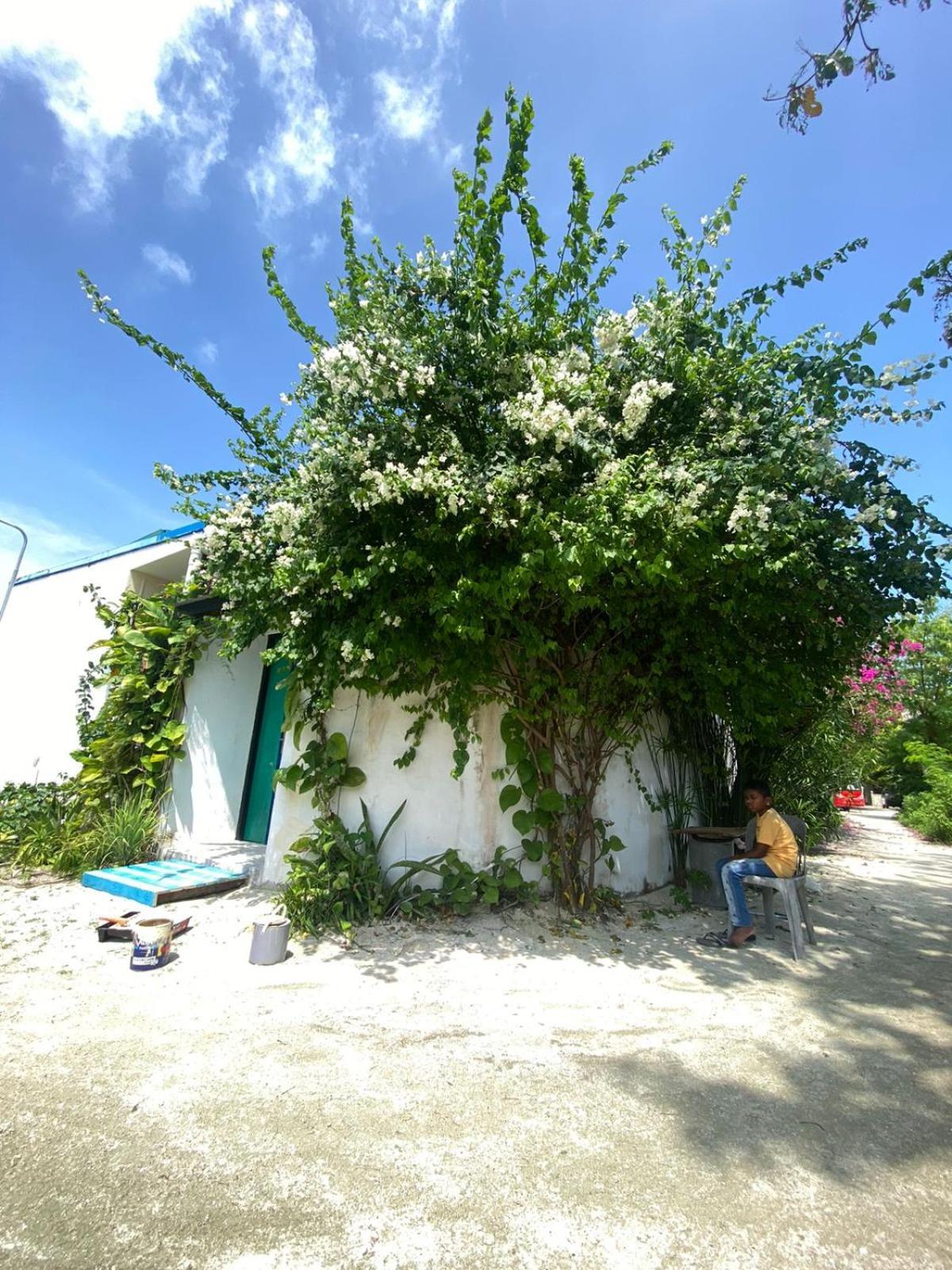 Maavaharu Guest House ヒンマフシ島 エクステリア 写真
